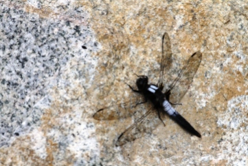 chalk-fronted corporal